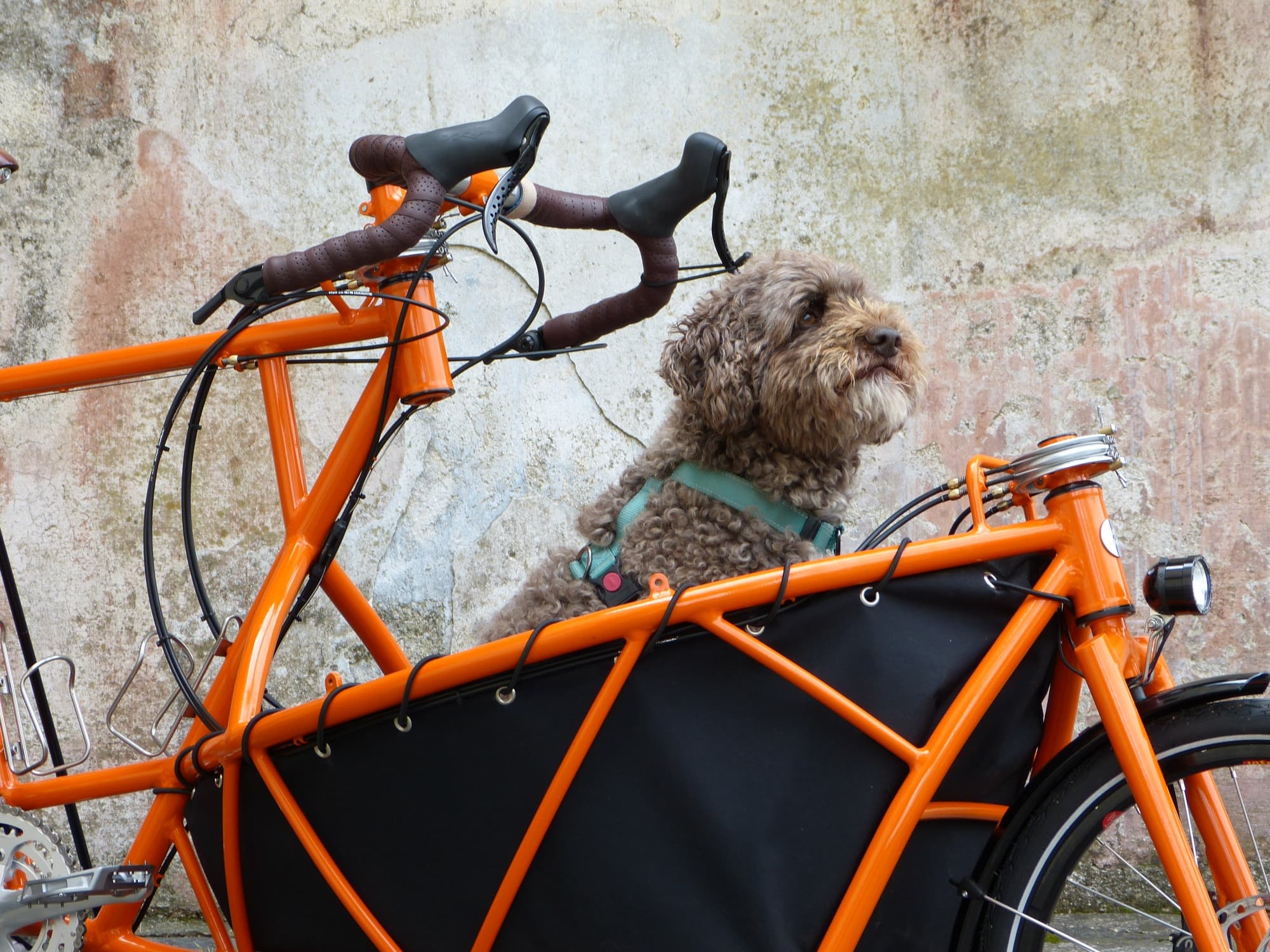 orange cargo bike with Zola sitting in it